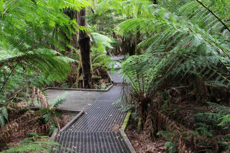 Aufwendig angelegte Wege durch den Regenwald, Great Otway NP