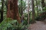 Great Otway NP