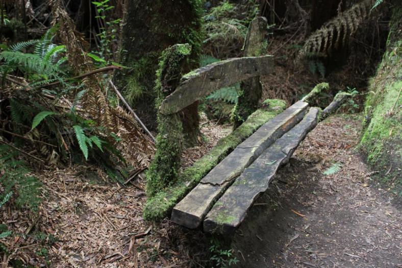 Das Klima im Regenwald hinterlässt Spuren Great Otway NP