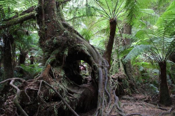 Maits Rest, Great Otway NP