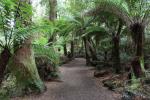 Maits Rest, Great Otway NP
