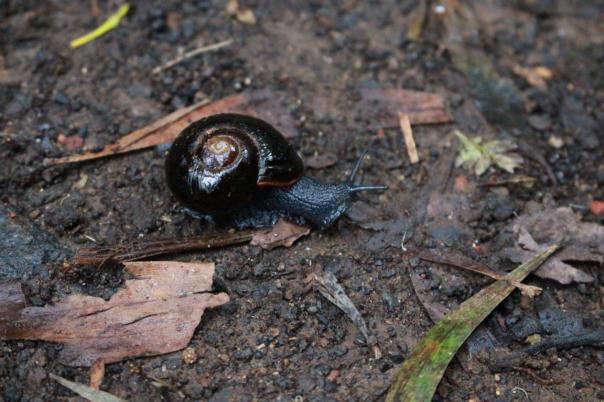 Diese Schnecke gibt es nur hier im Regenwald, Otway snail, Great Otway NP