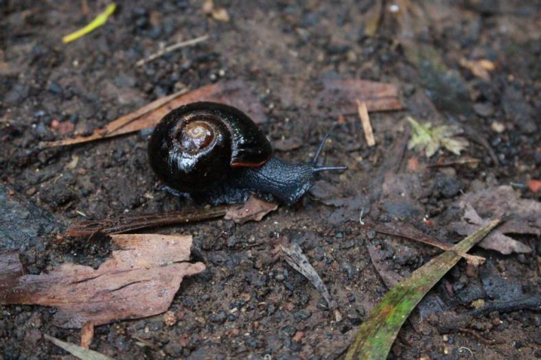 Diese Schnecke gibt es nur hier im Regenwald, Otway snail, Great Otway NP