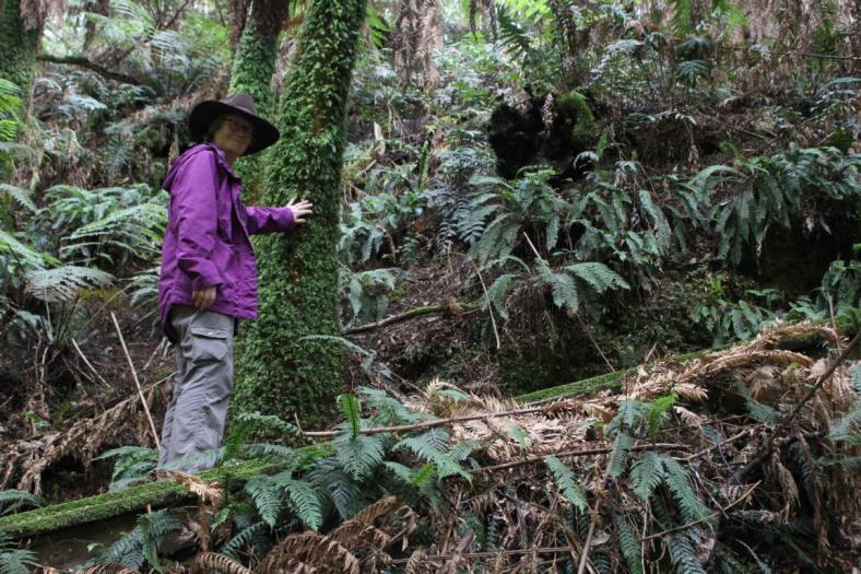 Melba Gully, Great Otway NP