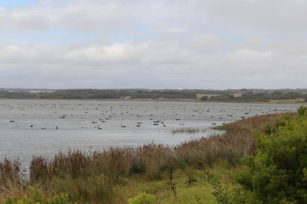 Black Swans bei Peterborough