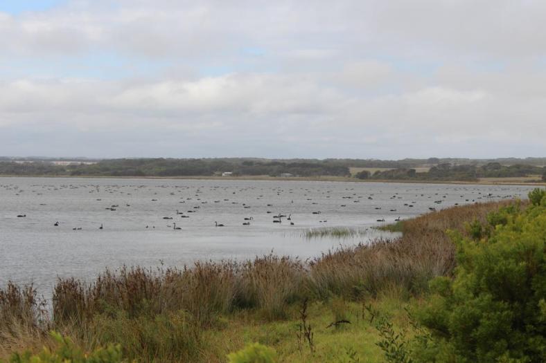 Black Swans bei Peterborough