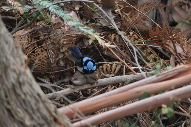 Der Pascha auf seinen Mädels, Superb Fairy-wrens