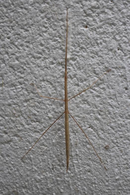 Stick insekt, Toilette Scoutscamp