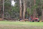 Morsche Bäume werden gefällt im Scoutscamp bei Nirranda East