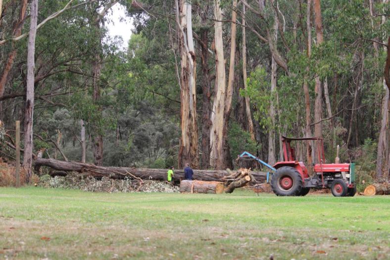 Morsche Bäume werden gefällt im Scoutscamp bei Nirranda East