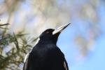 Australian Magpie