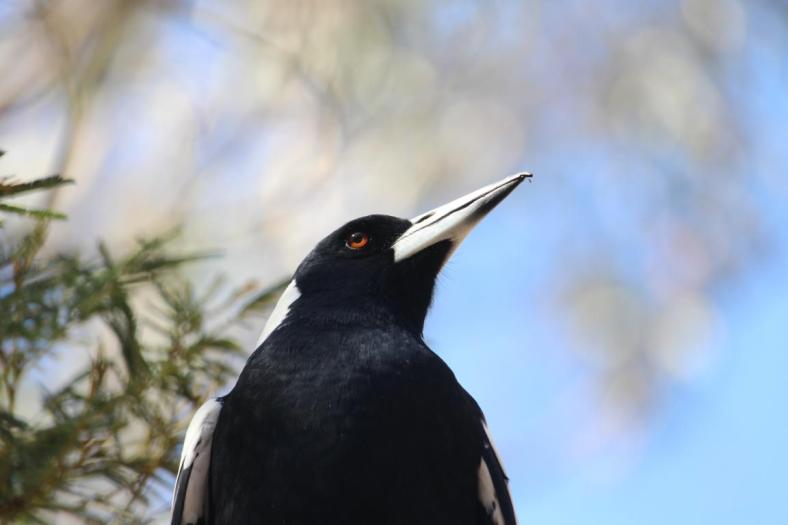 Australian Magpie