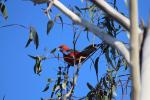 Crimson Rosella, Rocklands Reservoir