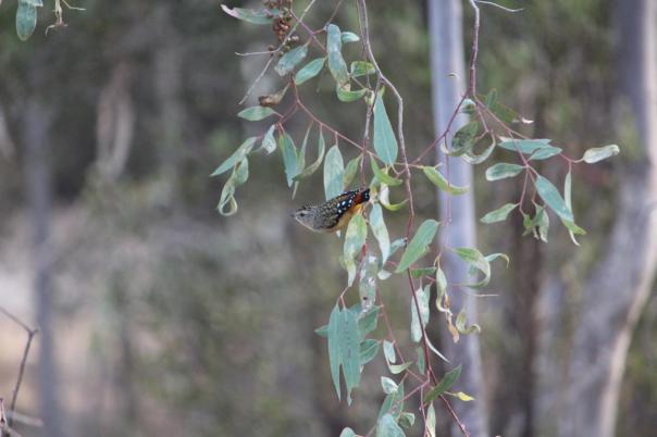 Spotted Pardalote, Rocklands Reservoir