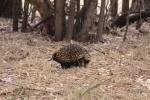 Gerade noch vor die Linse gekriegt ein Ameisenigel, Short-breaked Echidna
