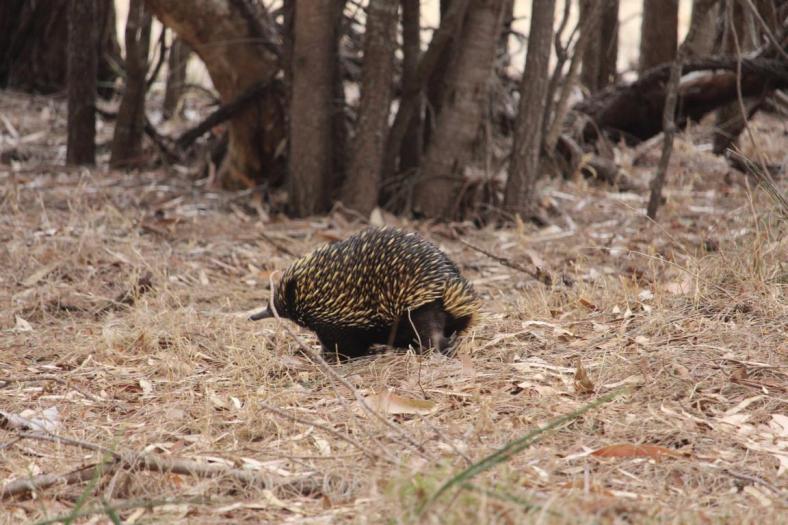Gerade noch vor die Linse gekriegt ein Ameisenigel, Short-breaked Echidna