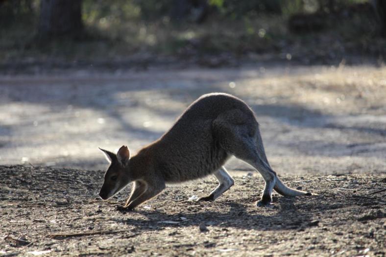 Wallaby, Rocklands Reservoir