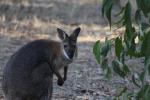 Wallaby, Rocklands Reservoir